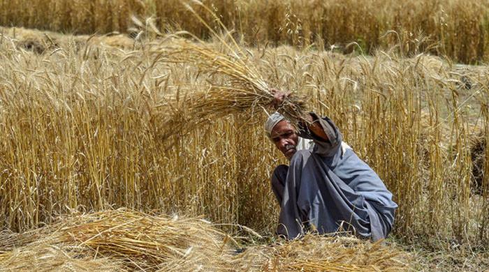 پنجاب حکومت گندم  خریداری پرکوئی فیصلہ نہ کرسکی، کسانوں نے کل تک کی ڈیڈ لائن دیدی