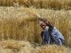پنجاب حکومت گندم  خریداری پرکوئی فیصلہ نہ کرسکی، کسانوں نے کل تک کی ڈیدلائن دیدی