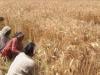 پنجاب حکومت کا گندم کے معاملے پر نئی حکمت عملی اپنانے کا فیصلہ، سبسڈی پر غور