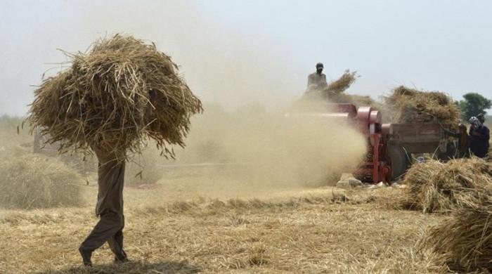 سستی گندم بیچنے پر مجبور کسانوں کو بینک سے مل کر معاوضہ ادا کیا جائیگا: وزیر خوراک پنجاب