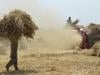 سستی گندم بیچنے پر مجبور کسانوں کو بینک سے مل کر معاوضہ ادا کیا جائیگا: وزیر خوراک پنجاب