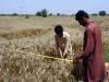 پنجاب حکومت چھوٹے کسانوں کو سبسڈی دینے کے معاملے پر تجاویز طے نہ کرسکی