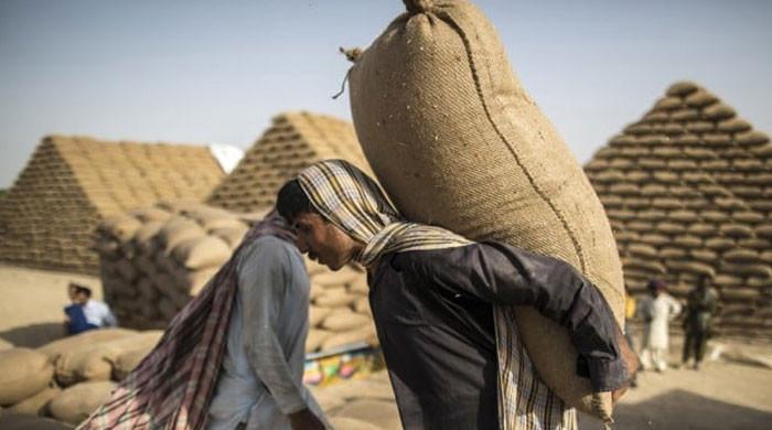منظم منصوبے کے تحت اضافی گندم درآمد سے 300 ارب سے زائد نقصان ہوا:گندم اسکینڈل پر وزارت کی بریفنگ
