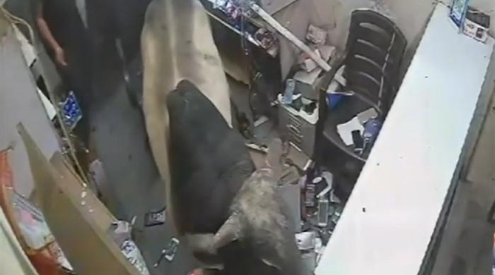 ویڈیو: بھارت میں  منوں وزنی بیل کے دکان میں کودنے کا فلمی منظر کیمرے میں محفوظ