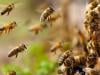 3 سالہ بچی کے کمرے میں ہزاروں شہد کی مکھیوں کا ڈیرہ، 45 کلو شہد بھی برآمد