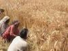 وفاقی حکومت کا کسانوں سے 18 لاکھ ٹن گندم پاسکو کے تحت خریدنے کا فیصلہ