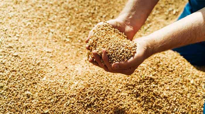 پختونخوا حکومت کا کاشتکاروں سے 29 ارب روپے کی گندم خریدنےکا فیصلہ