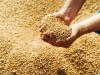 پختونخوا حکومت کا کاشتکاروں سے 29 ارب روپے کی گندم خریدنےکا فیصلہ