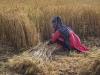 پاکستان میں رواں برس مجموعی کھپت سے 18 لاکھ ٹن زیادہ گندم پیدا ہوگی: ذرائع محکمہ خوراک