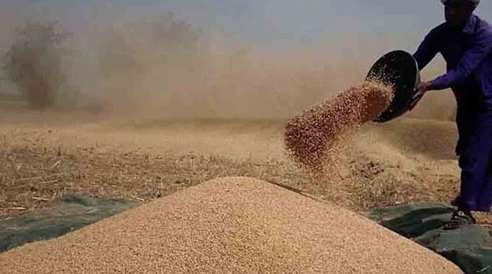 پنجاب حکومت کا گندم خریدنےکا کوئی ارادہ نہیں