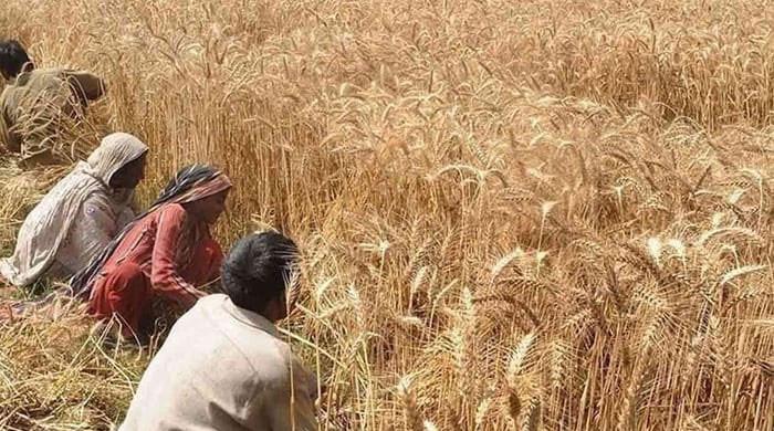 سندھ حکومت کا 9 لاکھ ٹن گندم خریدنے کا فیصلہ ، نئی قیمت 4 ہزار روپے فی من مقرر 