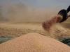 پنجاب حکومت کا گندم خریدنےکا کوئی ارادہ نہیں