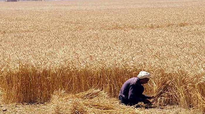  جیکب آباد: گندم کے نرخوں میں کمی اور باردانے کی غیر منصفانہ تقسیم سے کاشتکار پریشان
