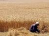  جیکب آباد: گندم کے نرخوں میں کمی اور باردانے کی غیر منصفانہ تقسیم سے کاشتکار پریشان