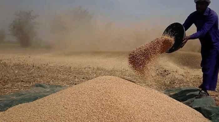 محکمہ خوراک پنجاب کی گندم نہ خریدنے اور پرائیوٹ سیکٹر کو کسانوں سے گندم لینے کی تجویز