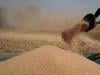 محکمہ خوراک پنجاب کی گندم نہ خریدنے اور پرائیوٹ سیکٹر کو کسانوں سے گندم لینے کی تجویز