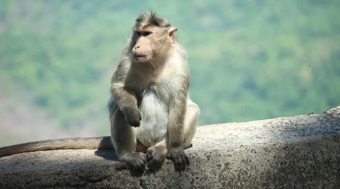 بھارت: سڑک پر بندر کی وجہ سے کار کو حادثہ، تین افراد ہلاک