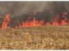 حافظ آباد: گندم کی فصل کی باقیات کو آگ لگانے کا سلسلہ جاری، بیماریاں پھیلنے کا خدشہ