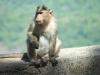 بھارت: سڑک پر بندر کی وجہ سے کار کو حادثہ، تین افراد ہلاک