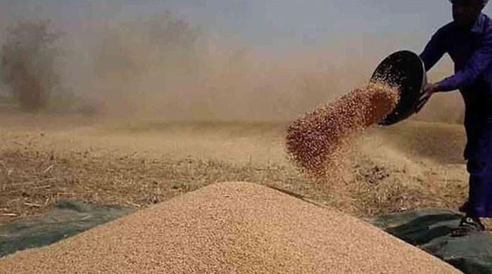 گندم خریداری کا معاملہ: پنجاب حکومت کا کسانوں کو کسان کارڈ دینے کا فیصلہ