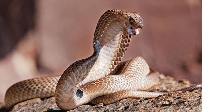 سانپ کے کاٹنے سے خون میں ہونیوالی کونسی تبدیلی موت کی وجہ بنتی ہے؟