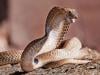 سانپ کے کاٹنے سے خون میں ہونیوالی کونسی تبدیلی موت کی وجہ بنتی ہے؟