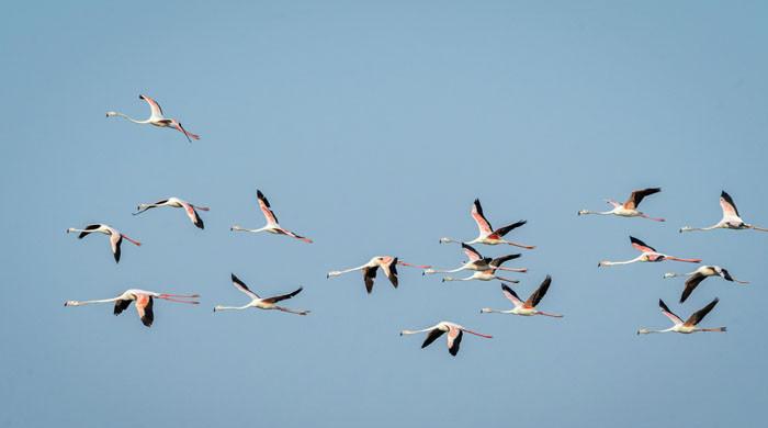 فلیمنگو کا جھنڈ جہاز سے ٹکرانے سے 29 پرندے ہلاک