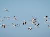فلیمنگو کا جھنڈ جہاز سے ٹکرانے سے 29 پرندے ہلاک