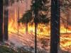آزاد کشمیر کی وادی سماہنی کے جنگلات میں آگ لگ گئی، قیمتی لکڑی اور جنگلی حیات کو شدید نقصان