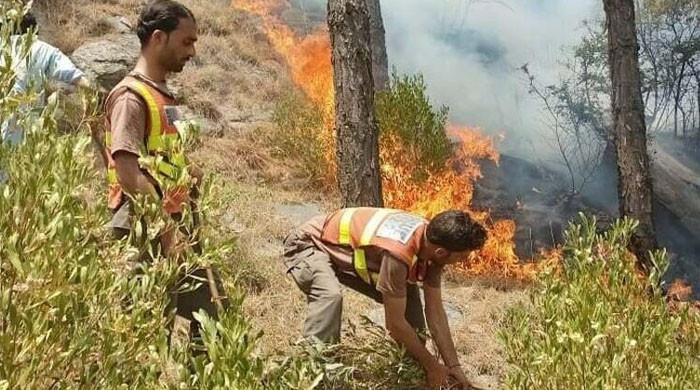 کرک: جنگل میں آتشزدگی سے بڑے پیمانے پر قیمتی درخت اور جنگی حیات جل گئے 