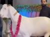 ویڈیو: گوجرانوالا میں بکروں کا مقابلۂ حسن 250 کلو کے سلطان نے جیت لیا
