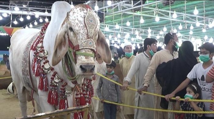 راولپنڈی میں ایک کروڑ روپے کے دھماکا بیل کی دھوم