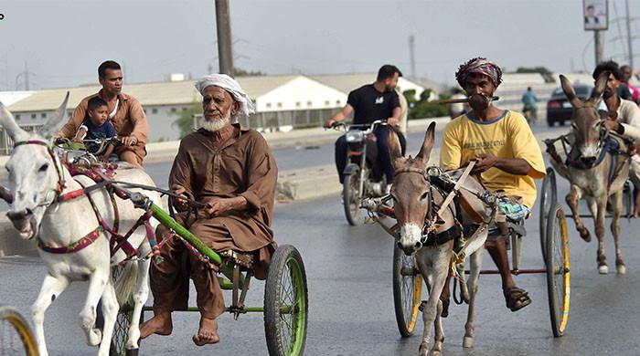 کراچی میں منعقد گدھا گاڑی ریس ’بجلی‘ نے جیت لی