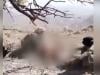 کھال کی لالچ : بلوچستان میں  تیندووں کے بعد 2 بھیڑیوں کو مارنے کی ویڈیو  وائرل 