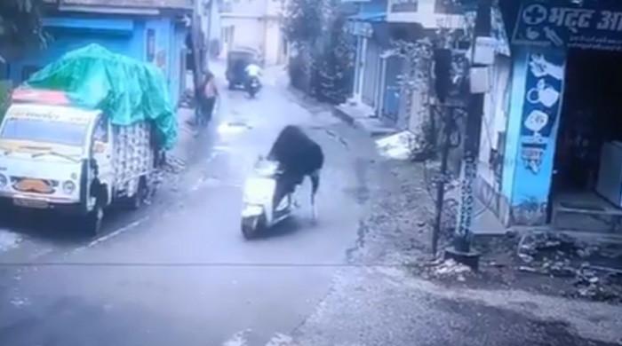 اسکوٹر چلاتے بیل کی وائرل ویڈیو نے سب کو دنگ کردیا