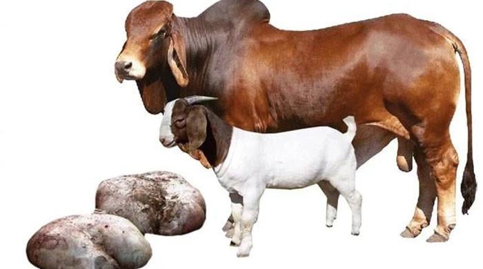آلائشوں کو ضائع کرنے کے بجائے ان سے کس طرح فائدہ اٹھایا جاسکتا ہے؟