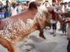 عید کے دوسرے روز   بھی سنت ابراہیمی کی پیروی میں جانوروں کی قربانی کا عمل جاری