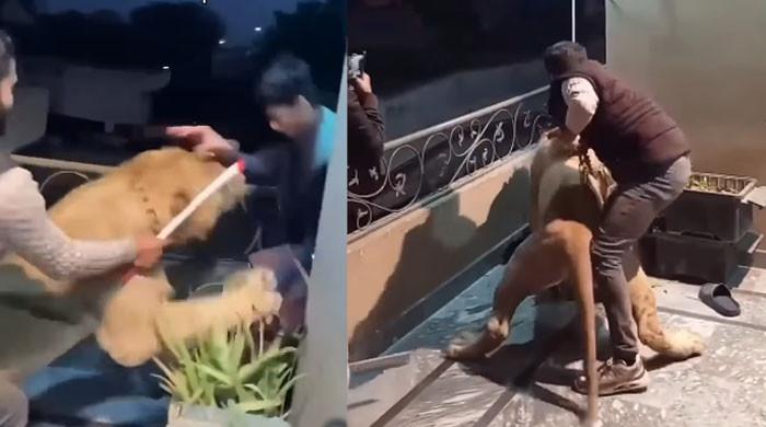 دوست کو اپنا پالتو شیر دکھانا مہنگا پڑ گیا، حملےکی ویڈیو وائرل  