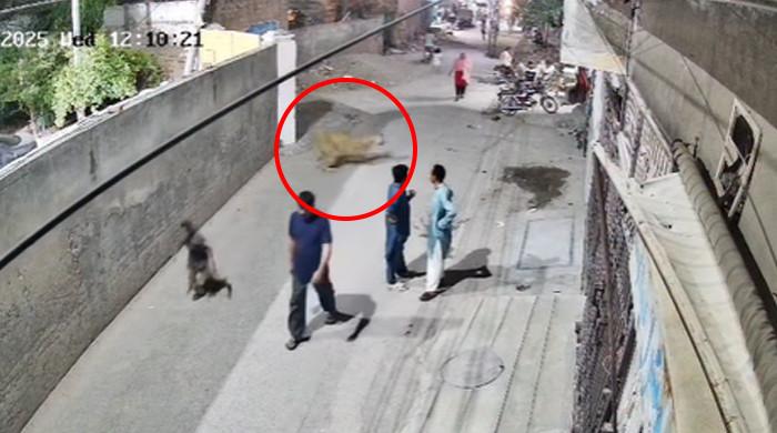 لاہور: جوہر ٹاؤن میں شیر کے حملے سے 2 بچوں سمیت 3 افراد زخمی
