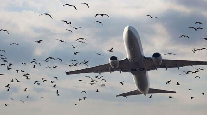 کراچی ائیرپورٹ کے اطراف پرندوں کی تعداد میں اضافہ، پائلٹس کو ہدایات جاری