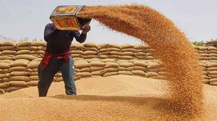 وفاقی حکومت کا 300  ارب روپے کی گندم امپورٹ کرنے کا فیصلہ بدنیتی پر مبنی تھا: آڈیٹر جنرل کی رپورٹ میں تصدیق
