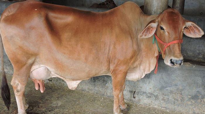 کراچی: ریبیز زدہ گائے کے کسان کو کاٹنے کا واقعہ عالمی جریدے میں کیس اسٹڈی کے طورپر شائع