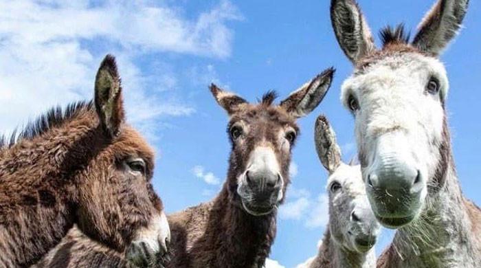 2 چینی کمپنیوں نے پاکستان سے گدھےکے گوشت کی برآمدکےلائسنس کیلئے درخواست دے دی
