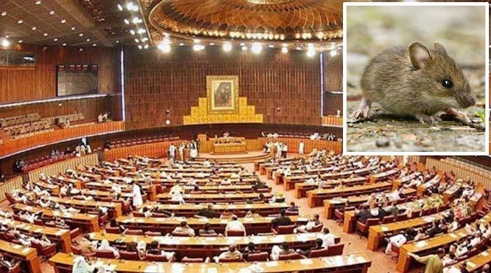 سینیٹ اجلاس کے دوران ایوان سے چوہا نکل آیا