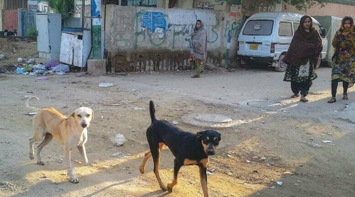 کراچی میں کتے کے کاٹے سے ریبیز کا شکار 6 افراد انتقال کرگئے