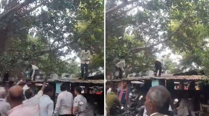 بھارت: بندر نے پیسوں سے بھرا بیگ چُرا کر نوٹ ہوا میں اُچھال دیے، عوام کی پیسے لوٹنے کی ویڈیو وائرل