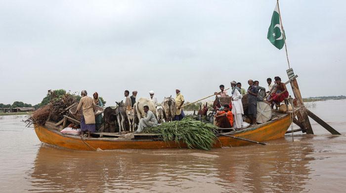 ملتان میں سیلاب سے ہزاروں ایکڑ پر لگی چارے کی فصل بھی تباہ، قیمتیں بھی بڑھ گئیں