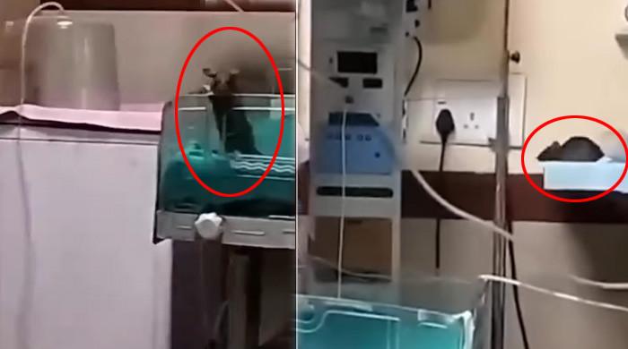 بھارت: سرکاری اسپتال میں 2 نومولود کو چوہے نےکاٹ لیا