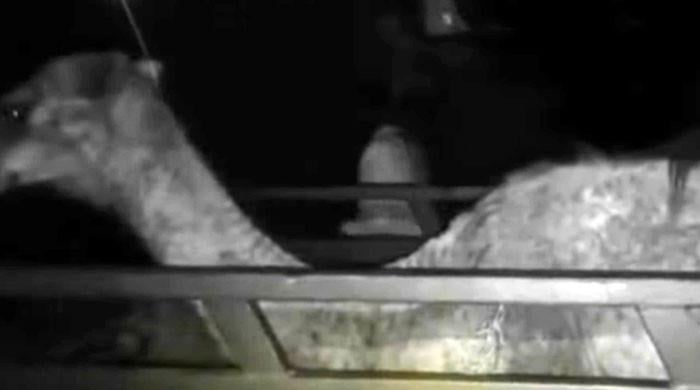 سکھر: بااثر وڈیرے کے تشدد کا شکار اونٹنی علاج کیلئے کراچی منتقل