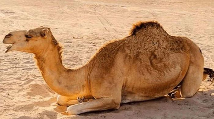 سکھر میں تشدد سے زخمی اونٹنی کے جبڑے کی سرجری، انفیکشن زدہ ٹانگ کاٹ دی گئی